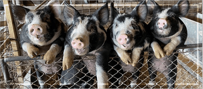 Photo Contest: Submit your agricultural photos today for a chance to win an iPad!